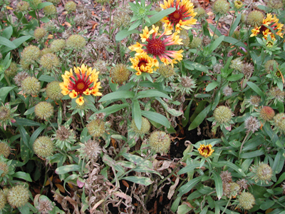 White smut gaillardia planting