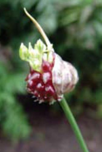 wild garlic seedhead