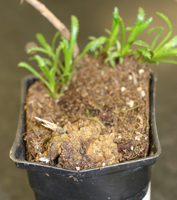 large gall on dead stem