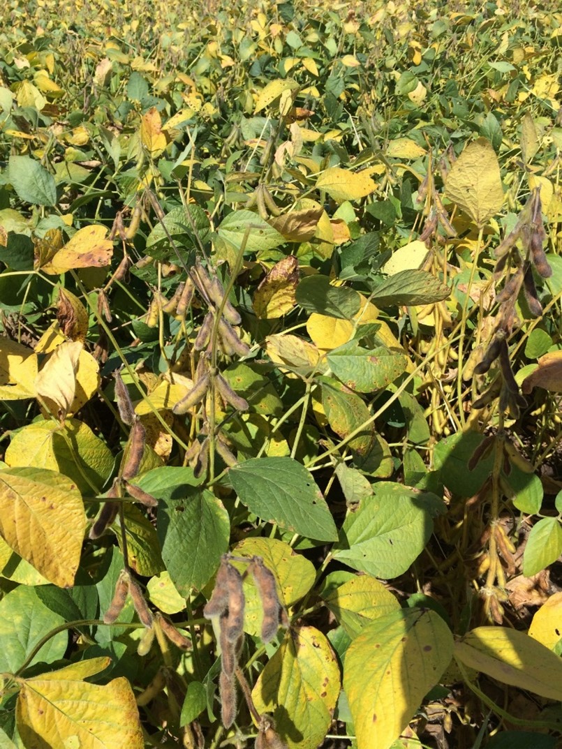 Yellow soybeans.