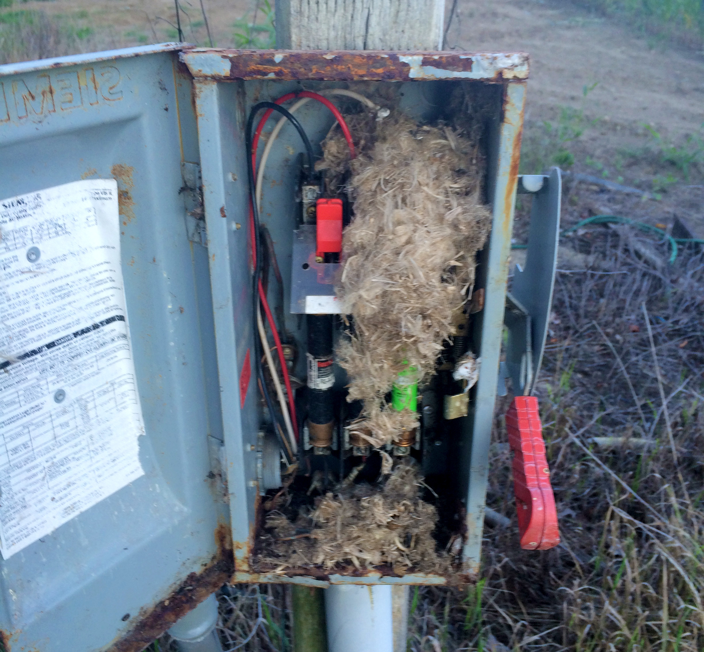 Vermin nest in electrical box