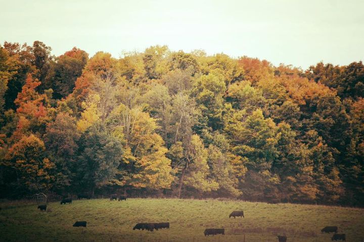 Fall_cattle_photo