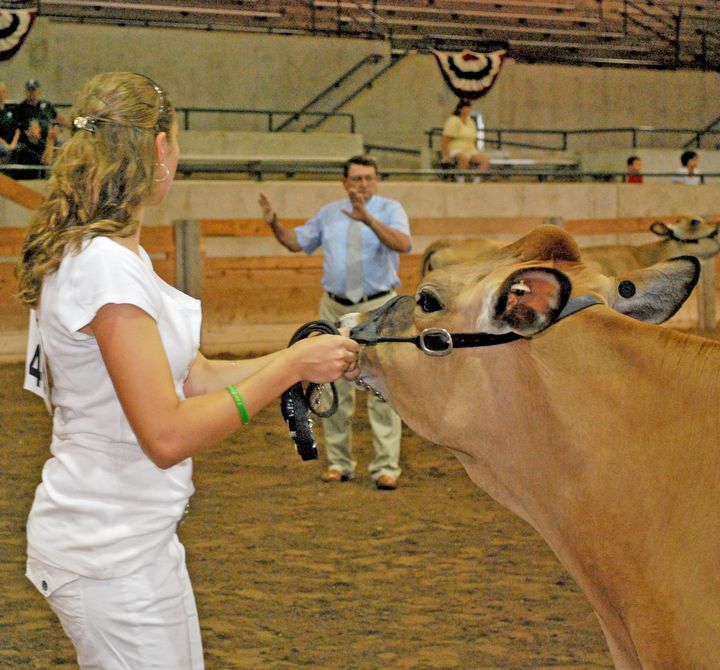 dairyshowmanship