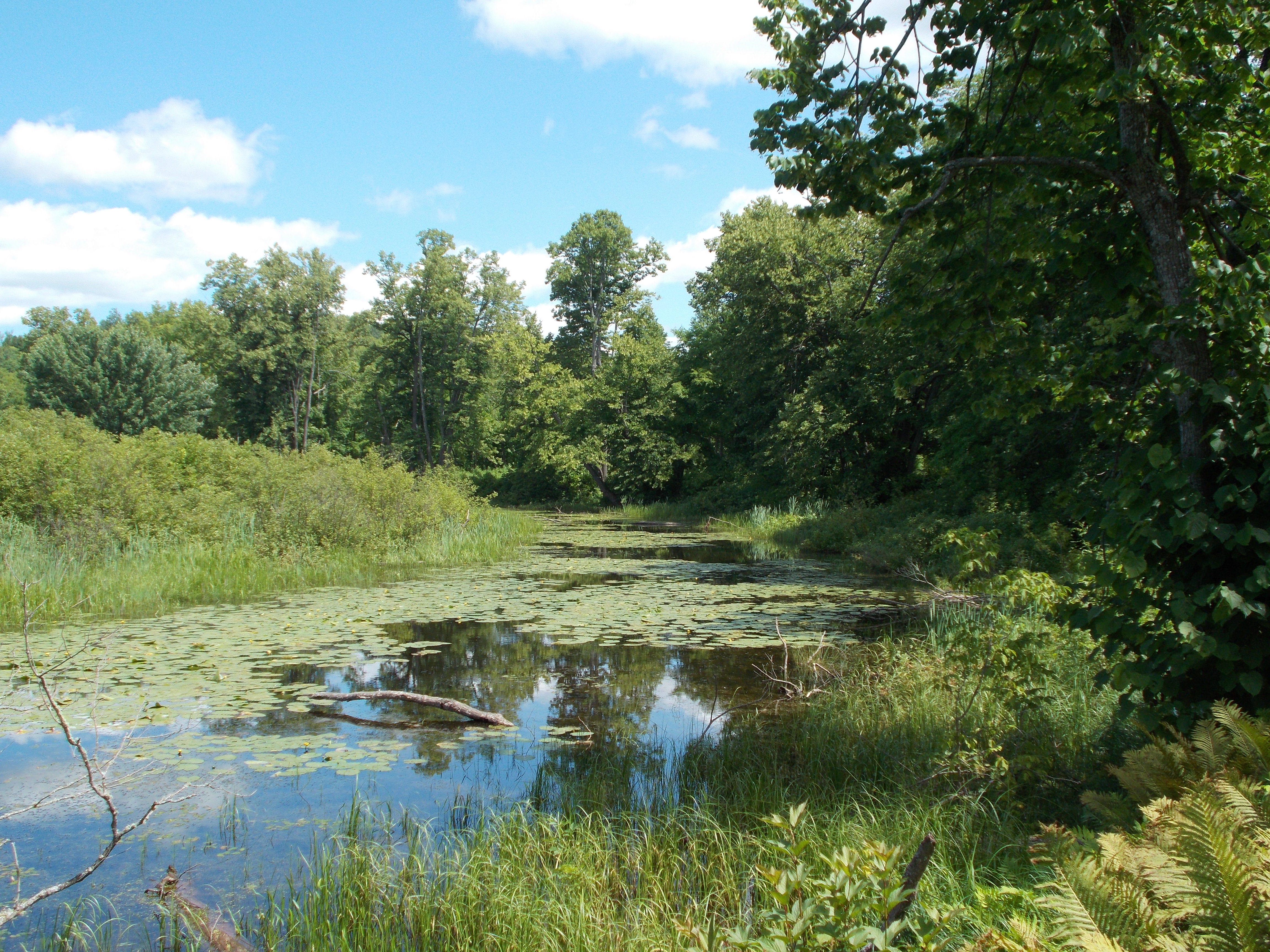 Oxbow_pond_-_panoramio