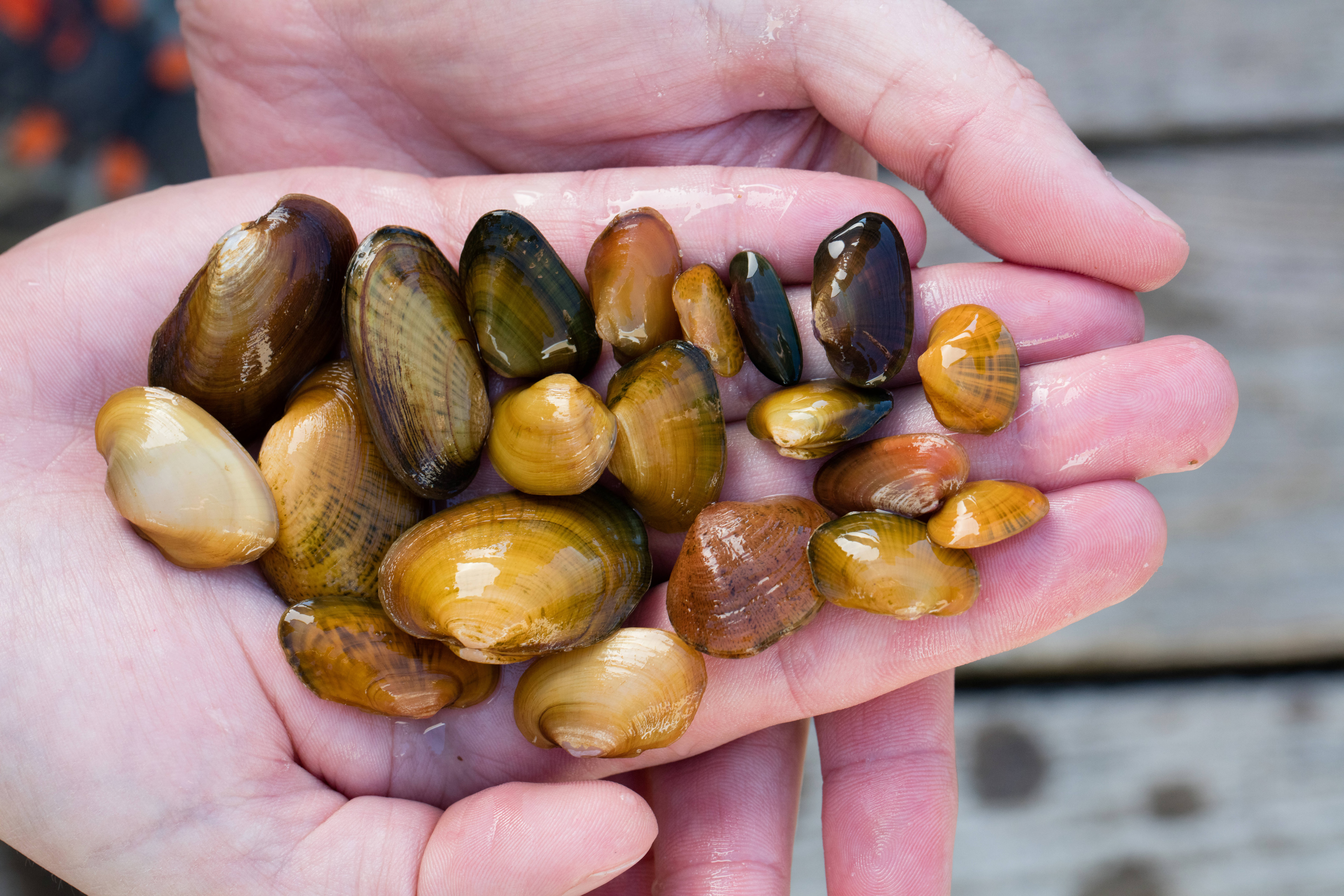 Federally endangered mussels. 