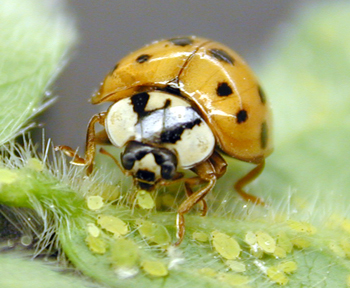 AsianLadyBeetle