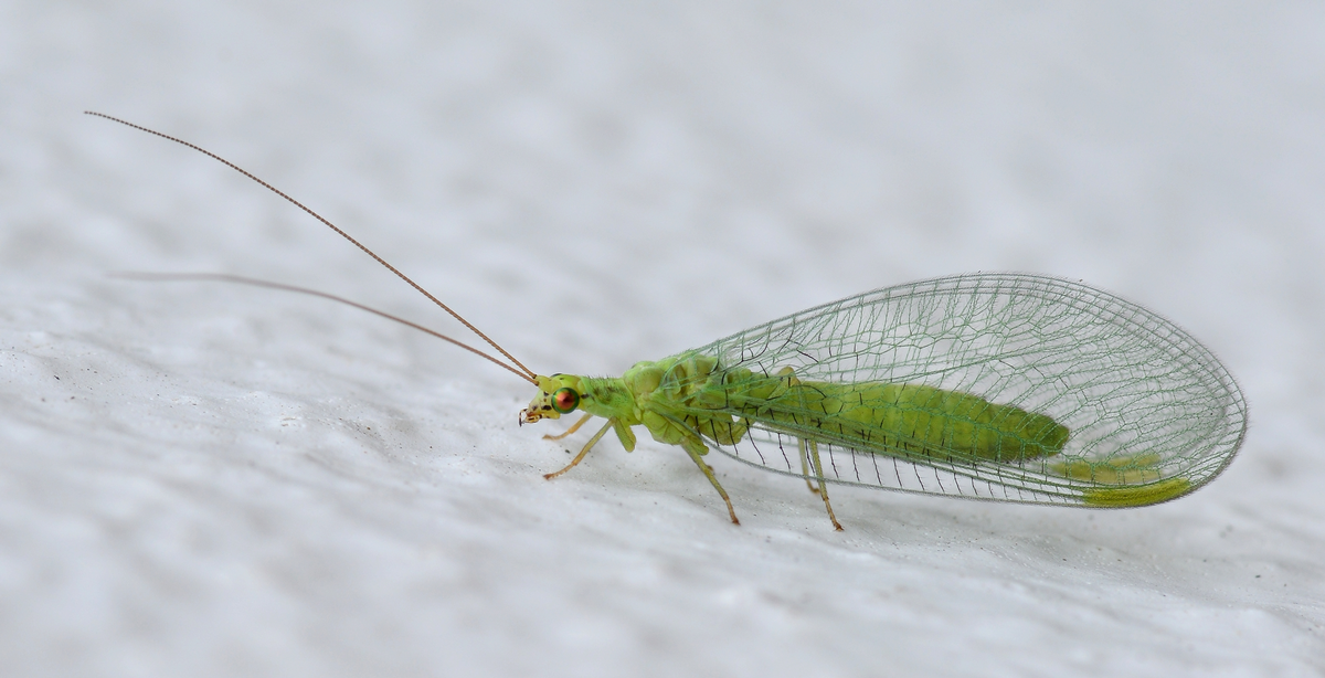 Green Lacewing