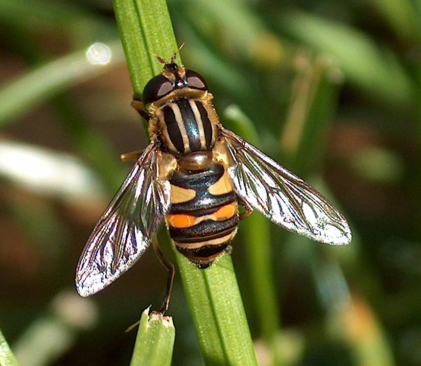 Syrphid