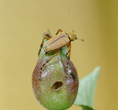 Rose chafer