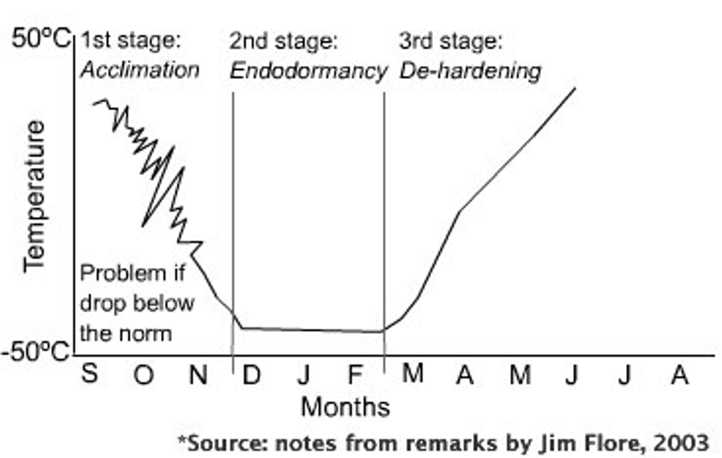 Typical pattern of winter cold hardness development in cherry trees in Michigan