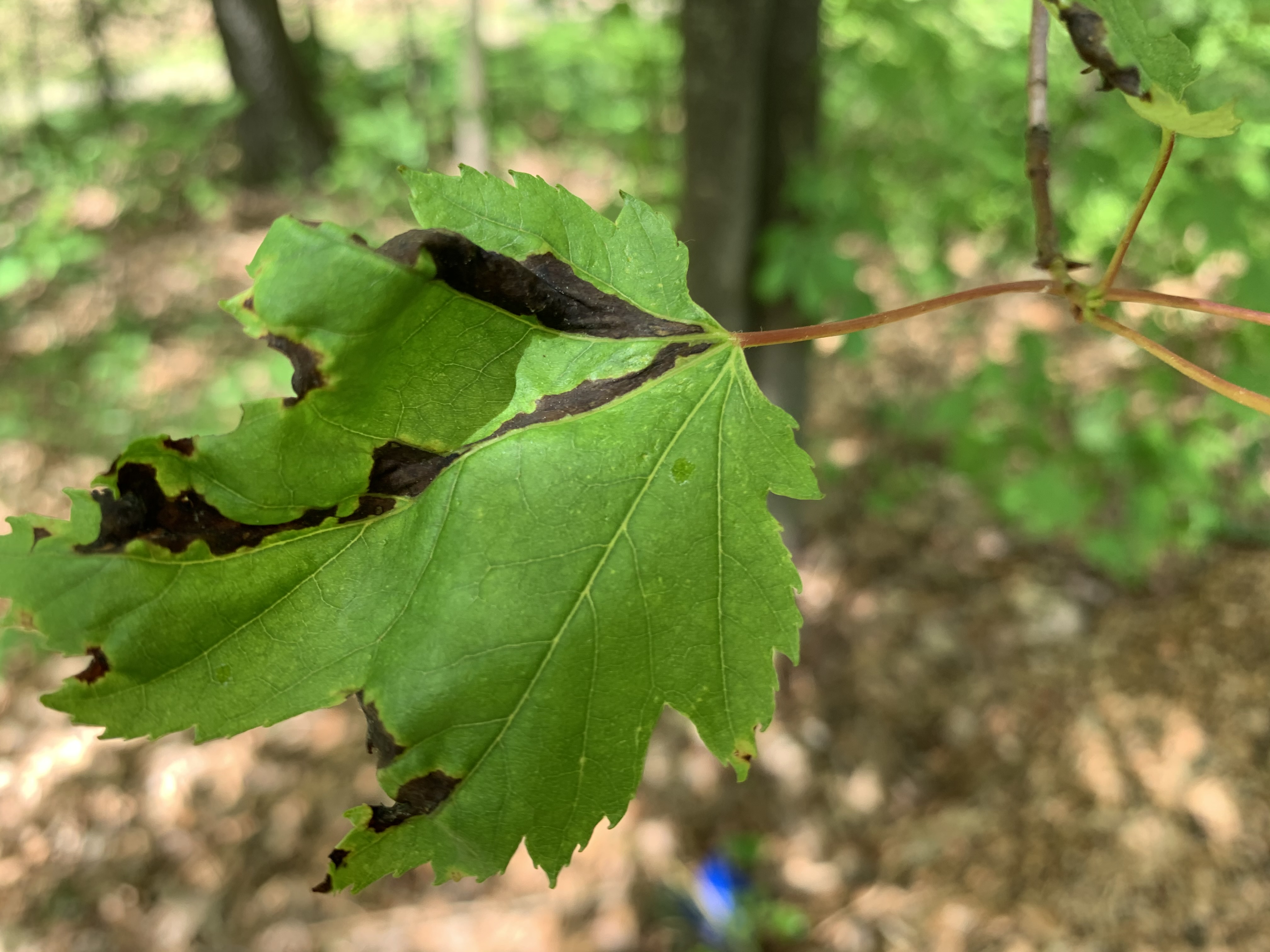 Maple leaf blister and anthracnose: Two diseases of maple leaves -  Landscaping