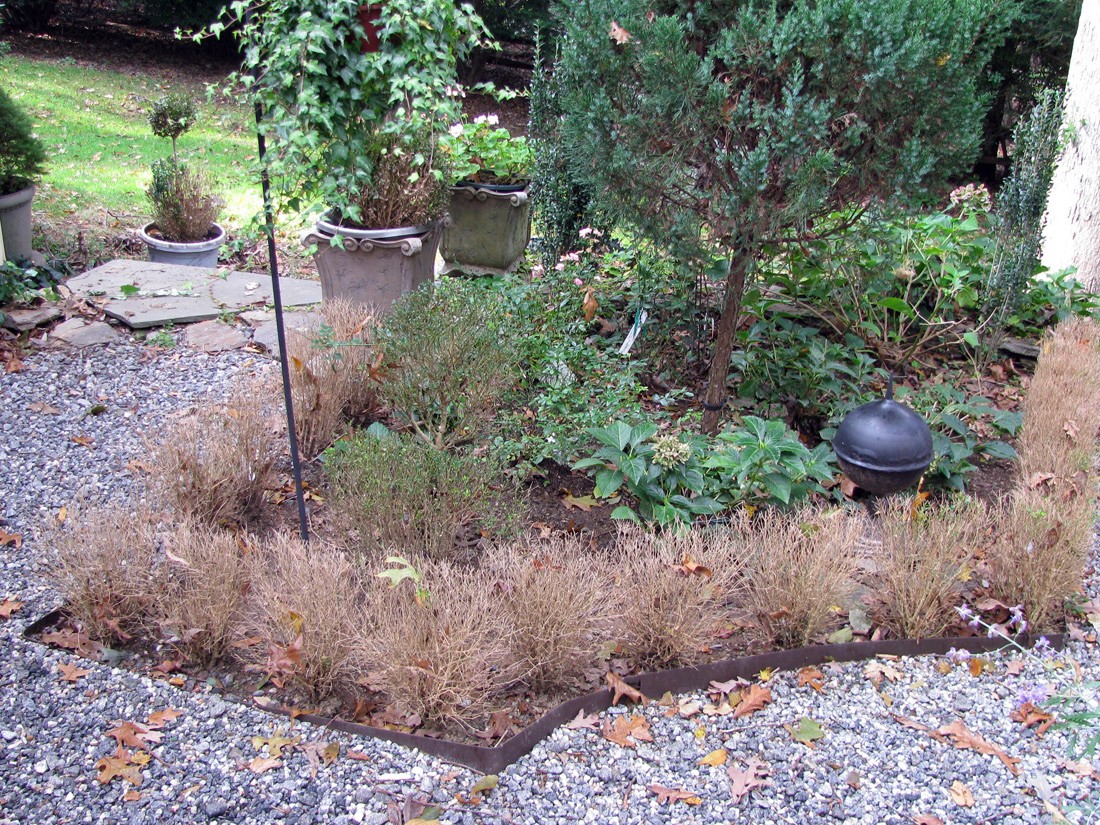 Boxwood blight