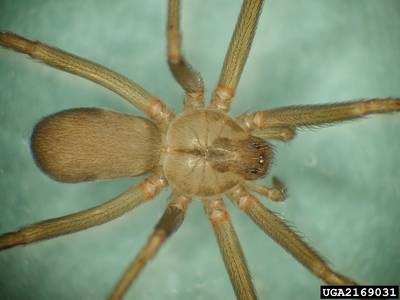 Brown Recluse (Violin Spider)  Missouri Department of Conservation