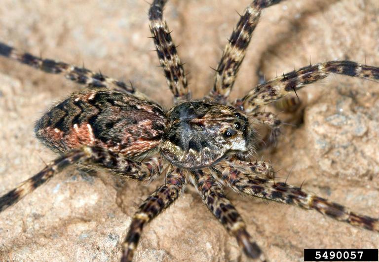 Dolomedes