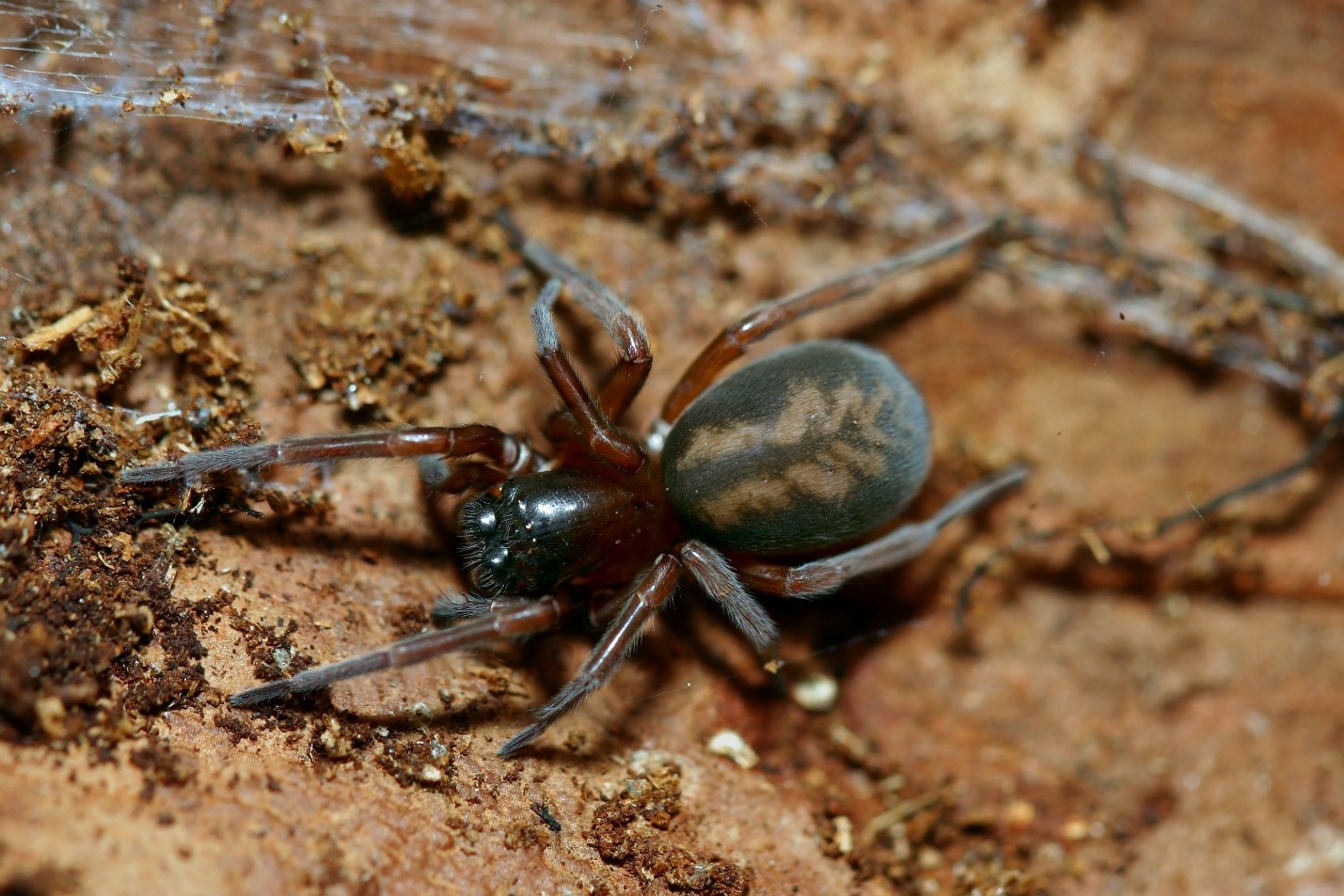 Michigan Spiders Identification Chart