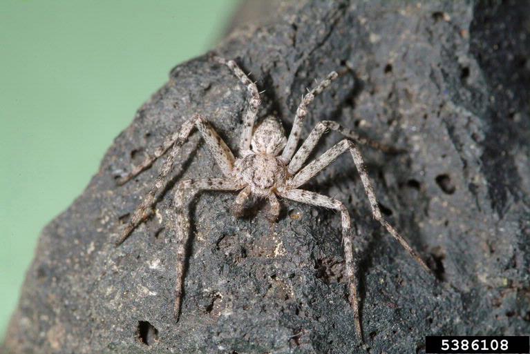 Philodromus