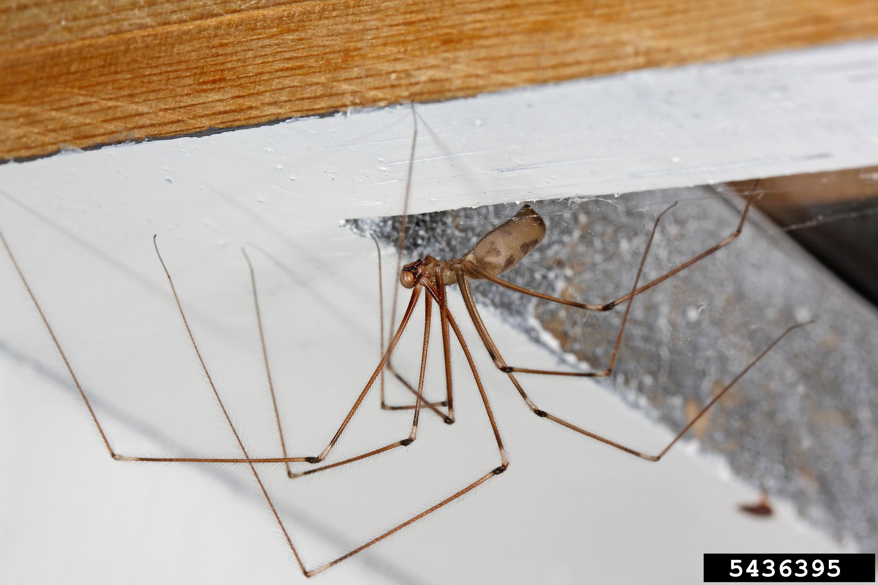 Pholcus