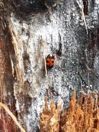 Beetle on mycelial mat of oak wilt fungus.