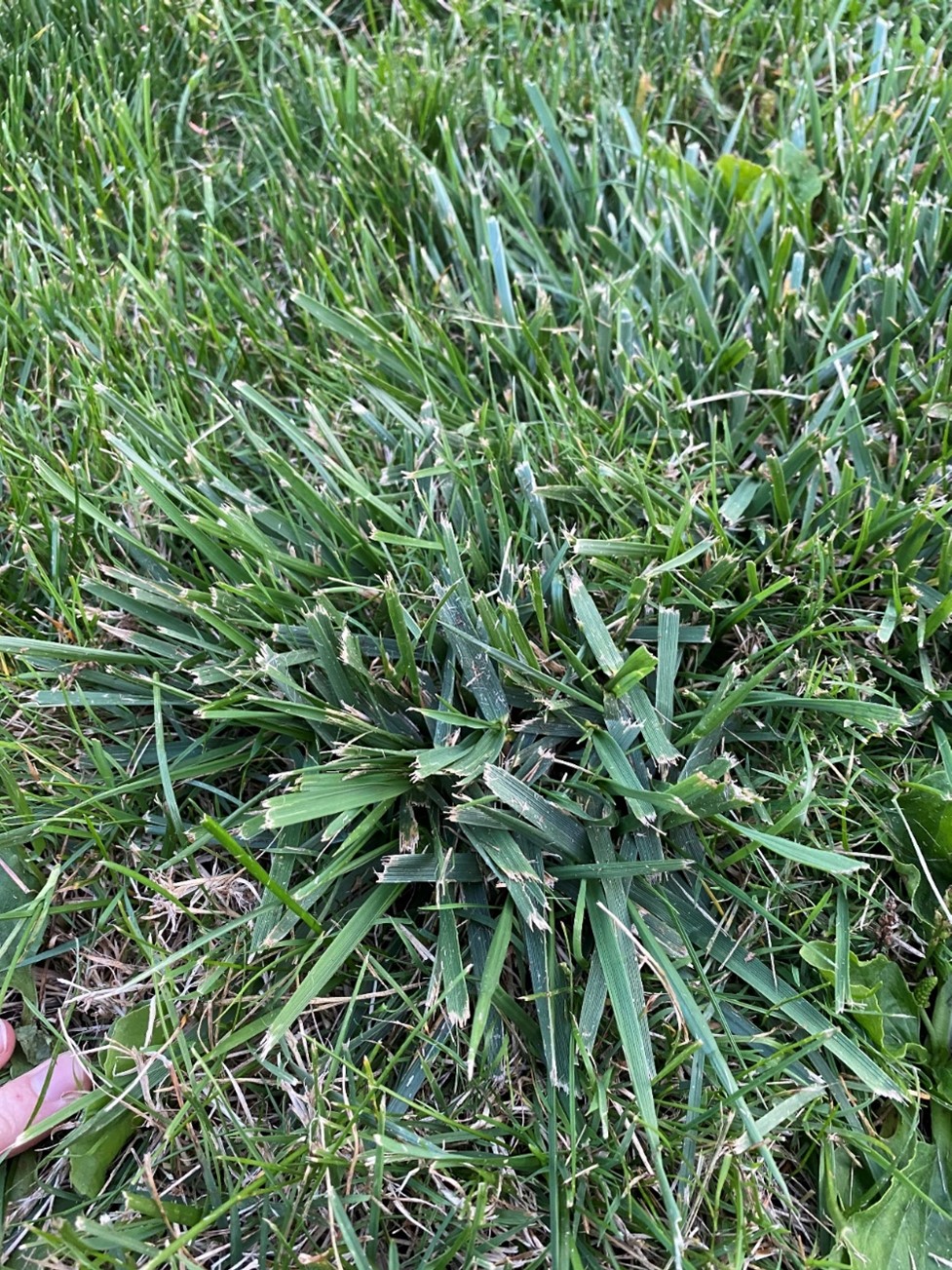 Tall fescue