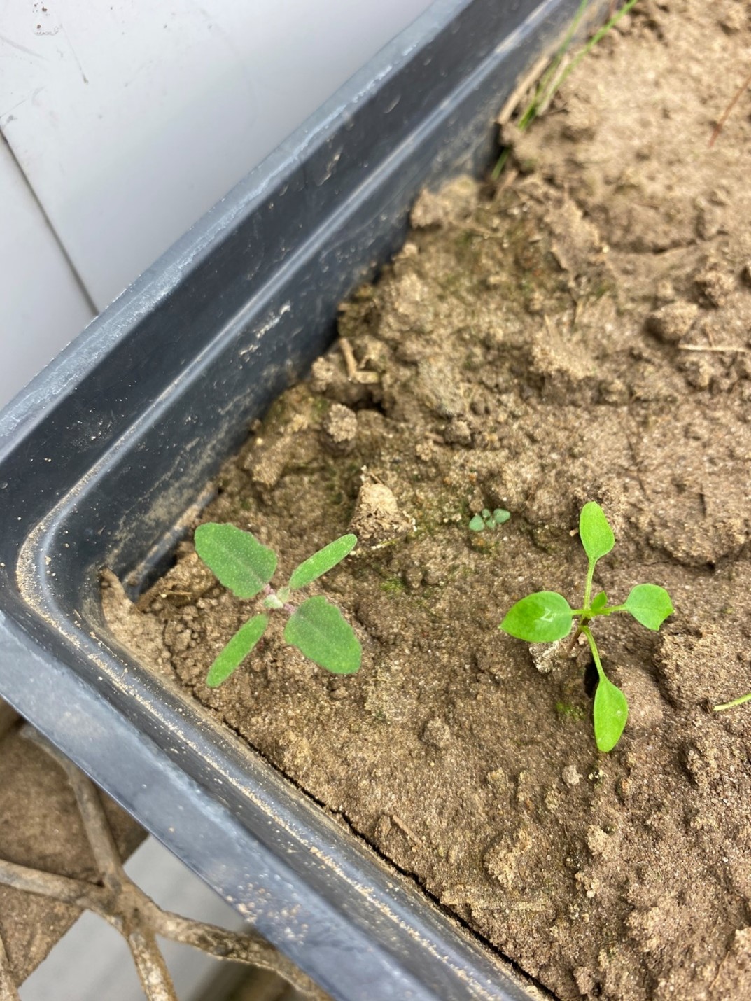 Common lambsquarters and common chickweed