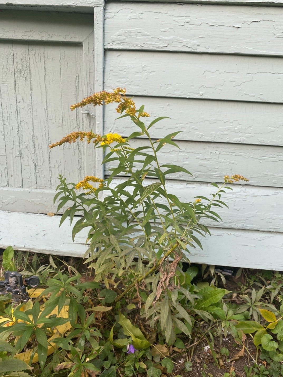 Canada goldenrod