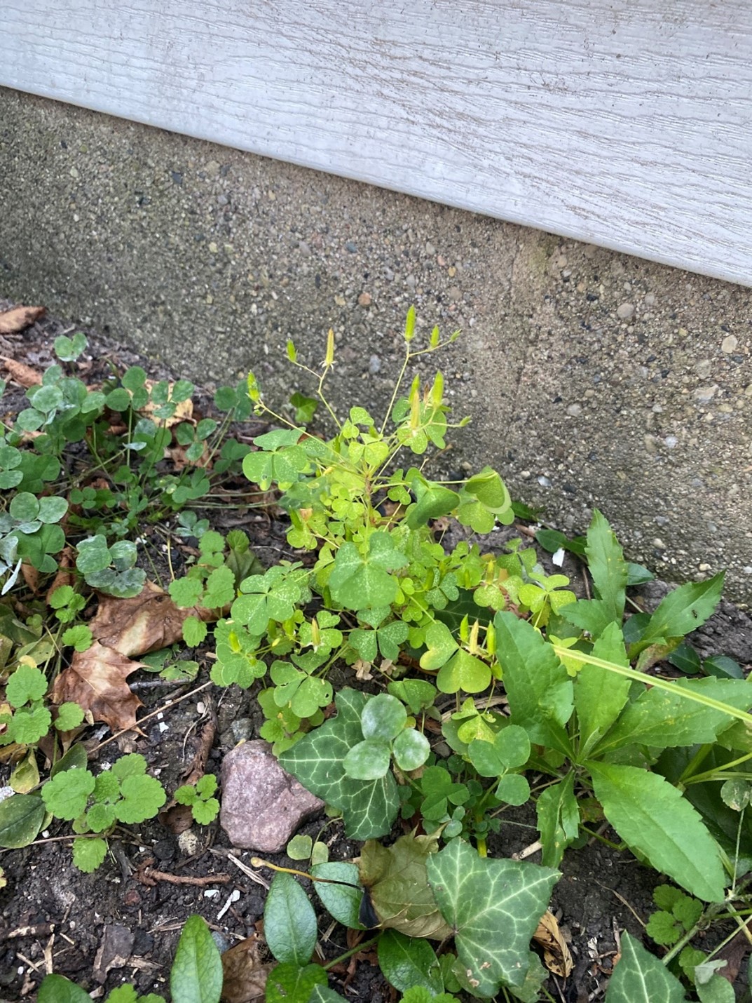 Yellow woodsorrel