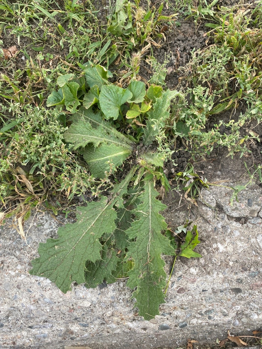 Bullthistle