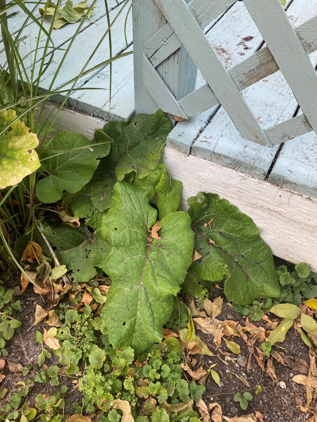 Common burdock