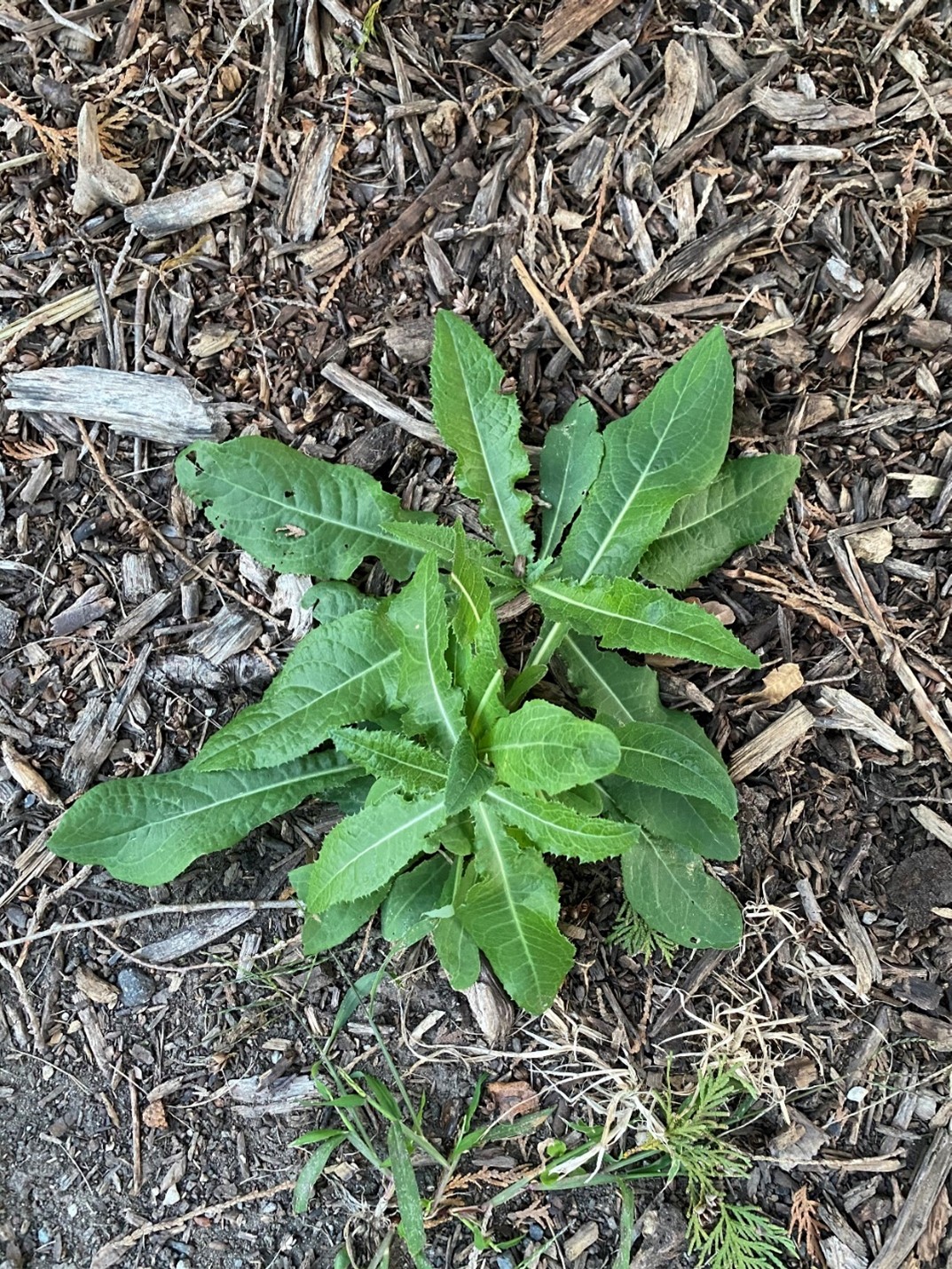 Perrenial sowthistle