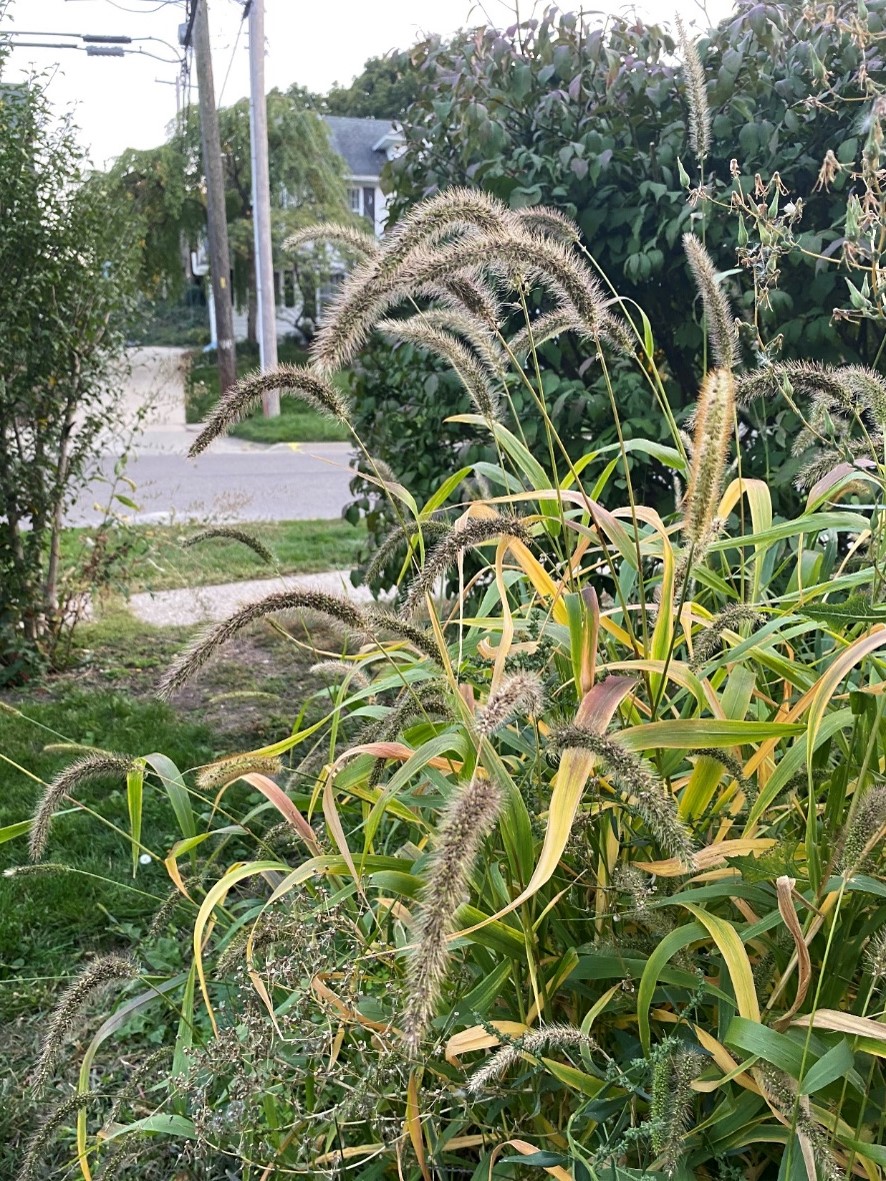 Giant foxtail