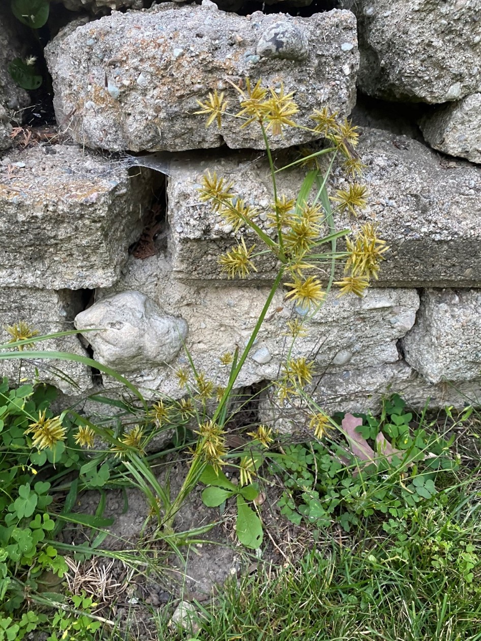 Yellow nutsedge
