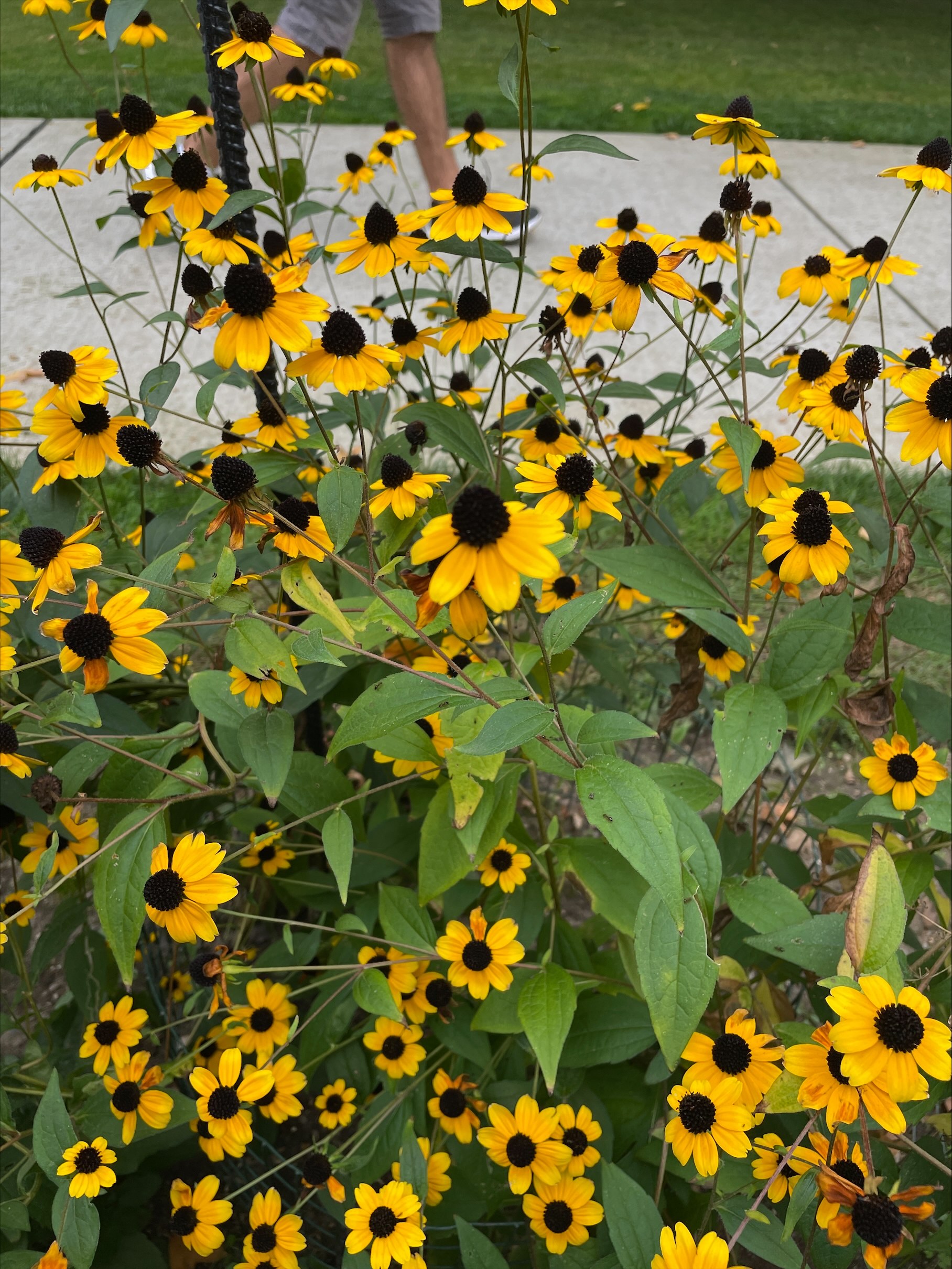 Top 9 Identify a plant from a picture 2 Plant identification? There's an app for that—actually several!