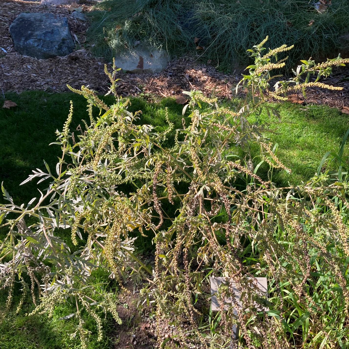 Common ragweed