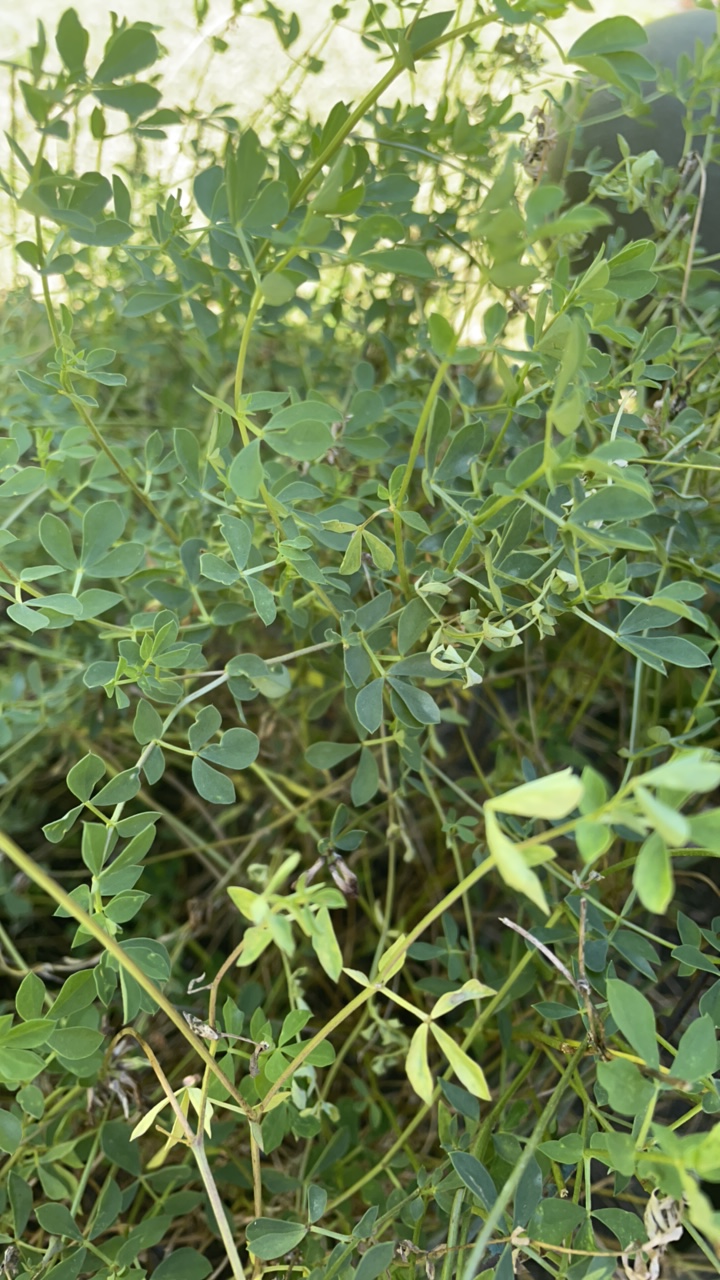 Birdsfoot trefoil