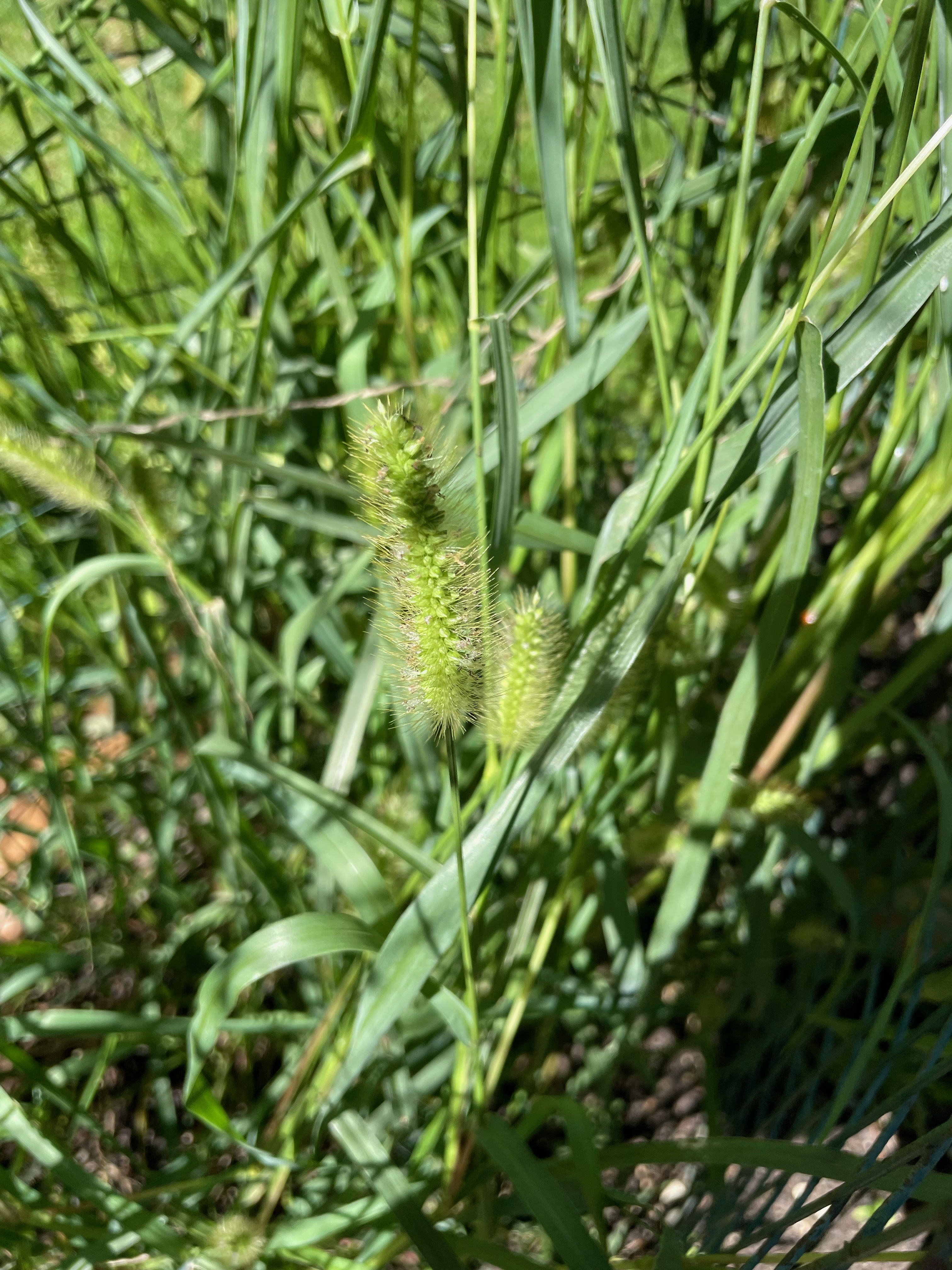 Yellow foxtail