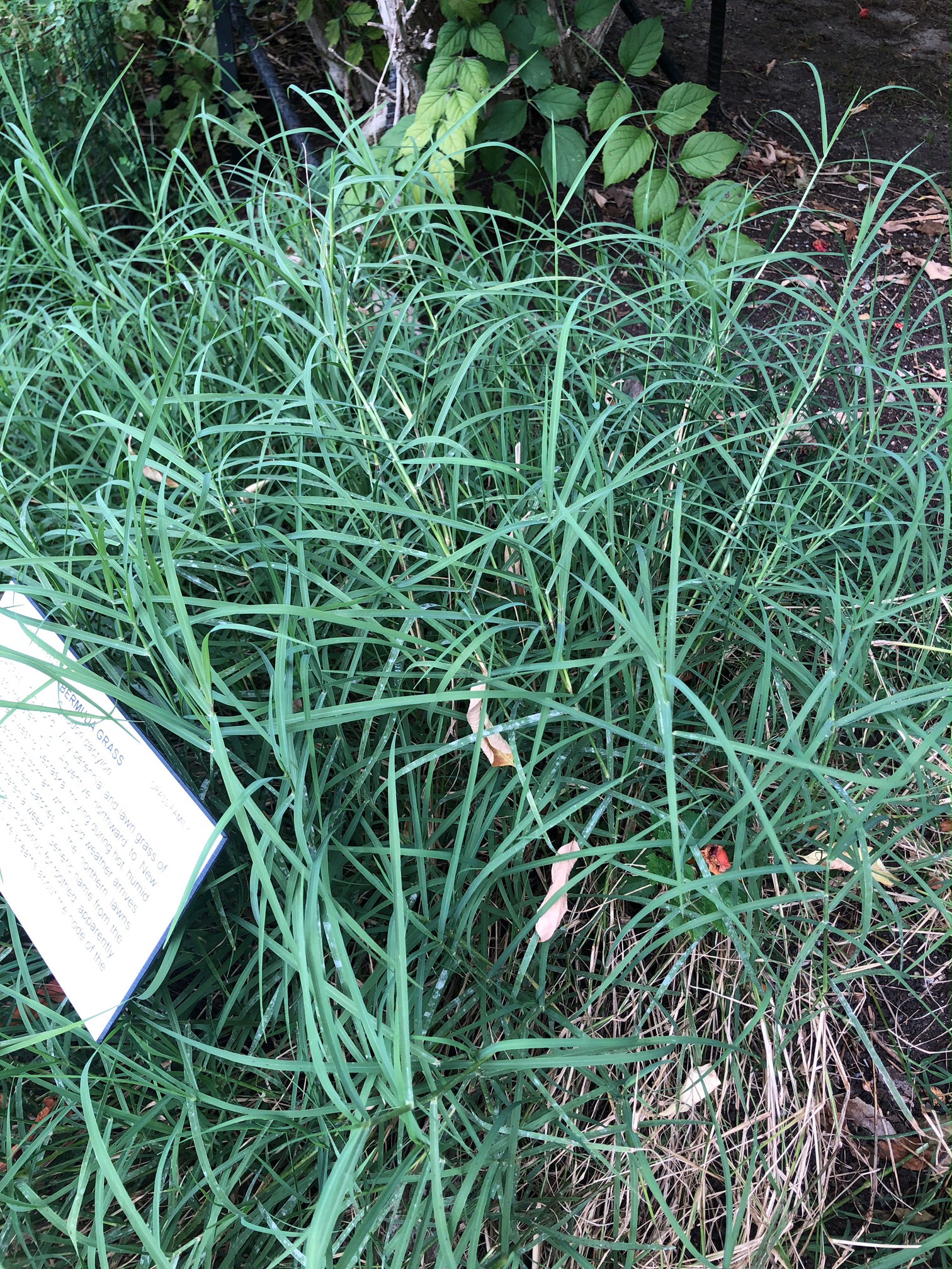 Bermuda grass