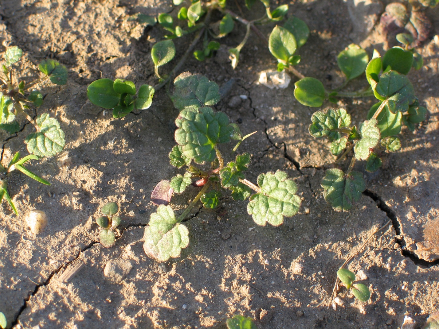 Henbit