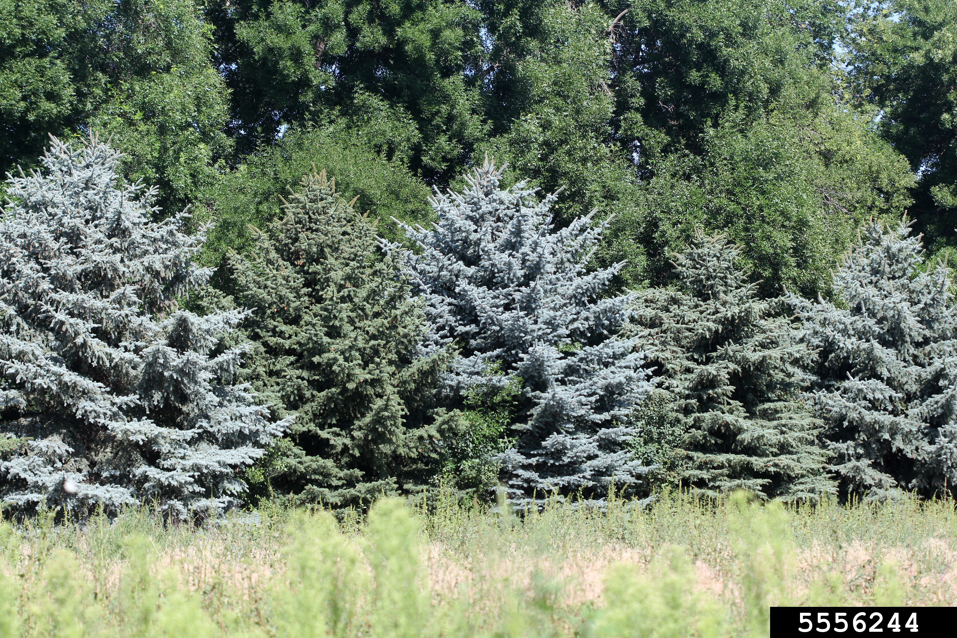 Blue spruce trees