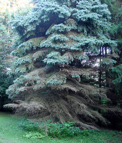 Blue Spruce – The Tree Folks