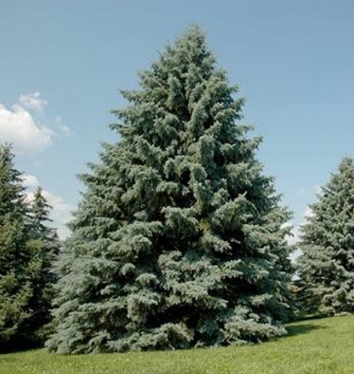  Blue spruce