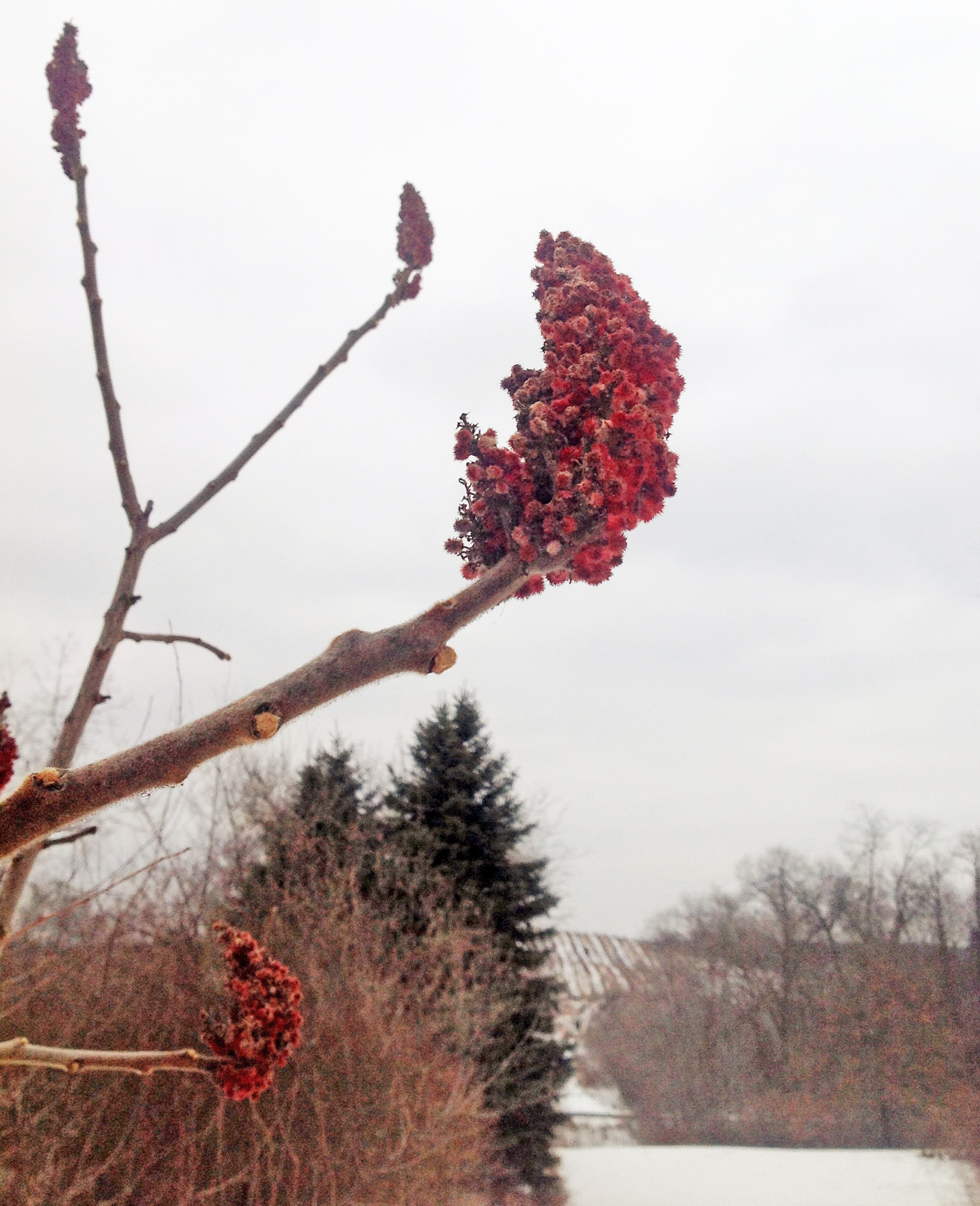 Sumac