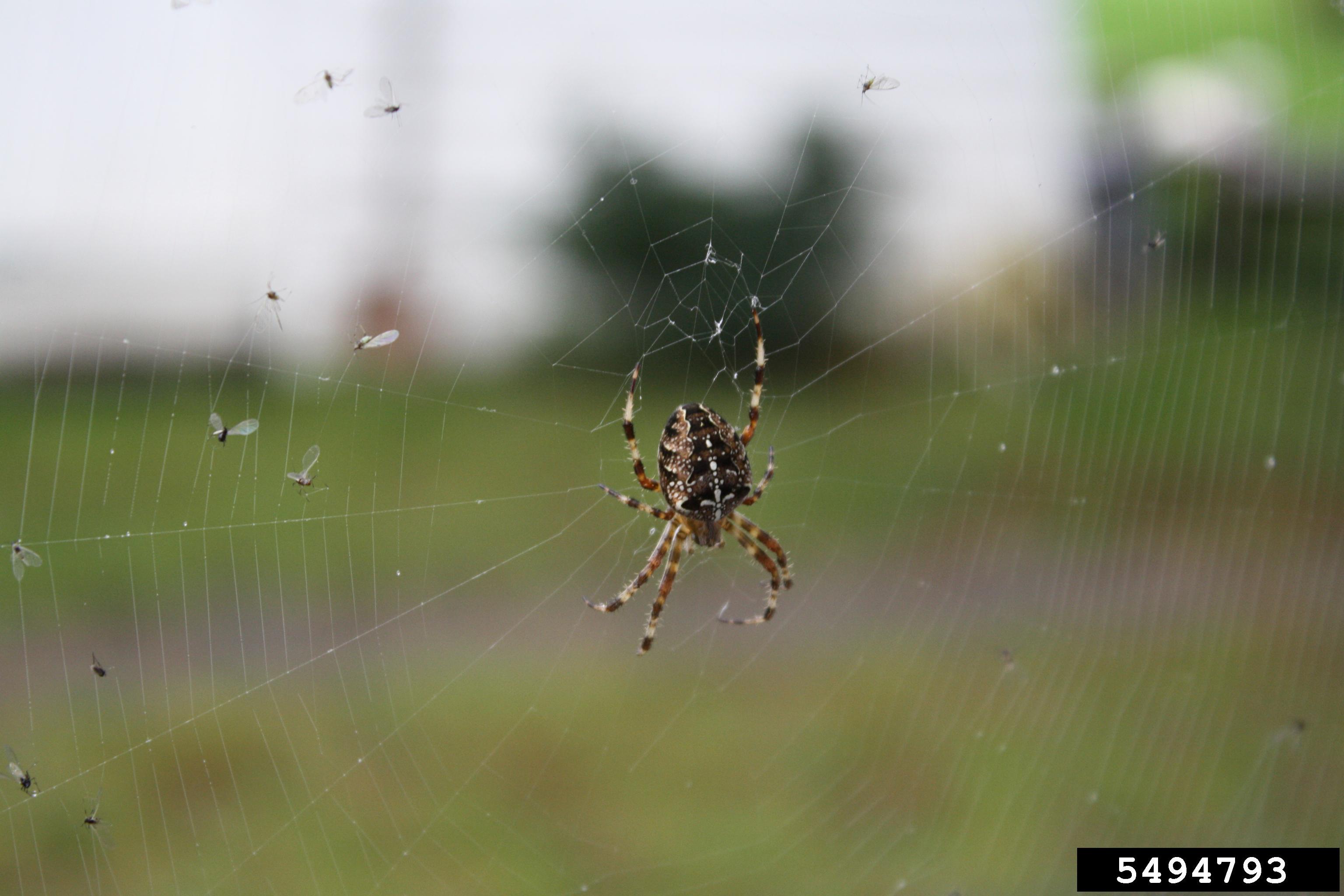 Michigan Spiders Identification Chart