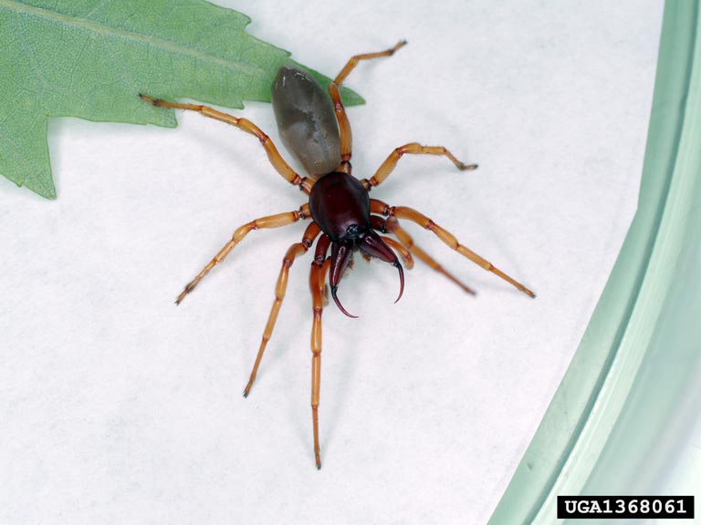 Michigan woman hospitalized after being bitten by a Brown Recluse Spider in  Northern Michigan