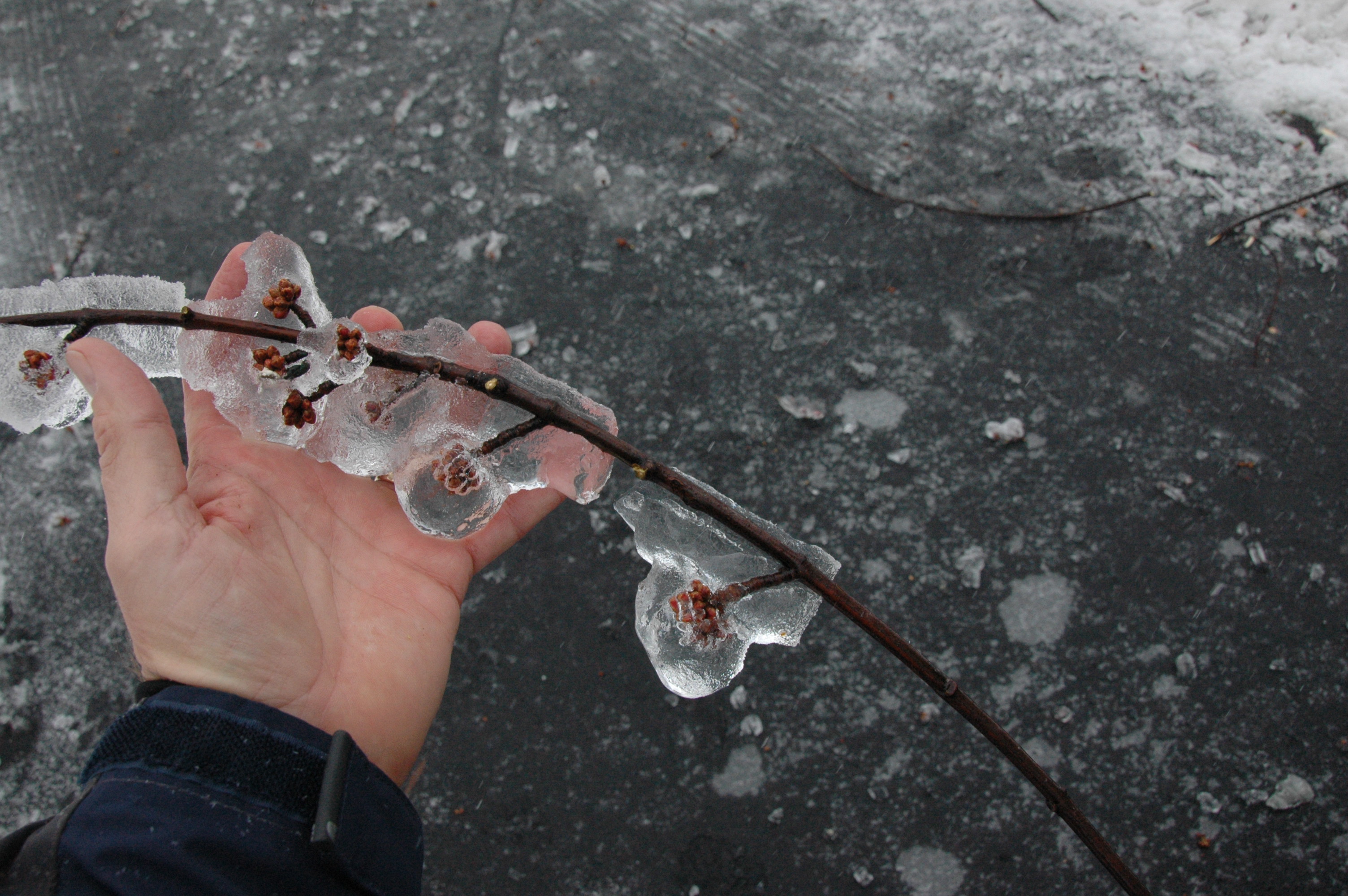 Ice-covered tree limbs.