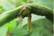 insect on a crop