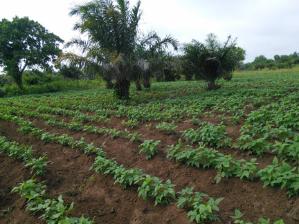 Cowpea Field in southern Benin