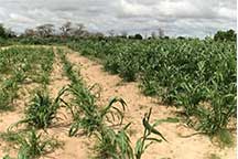 a field with crops