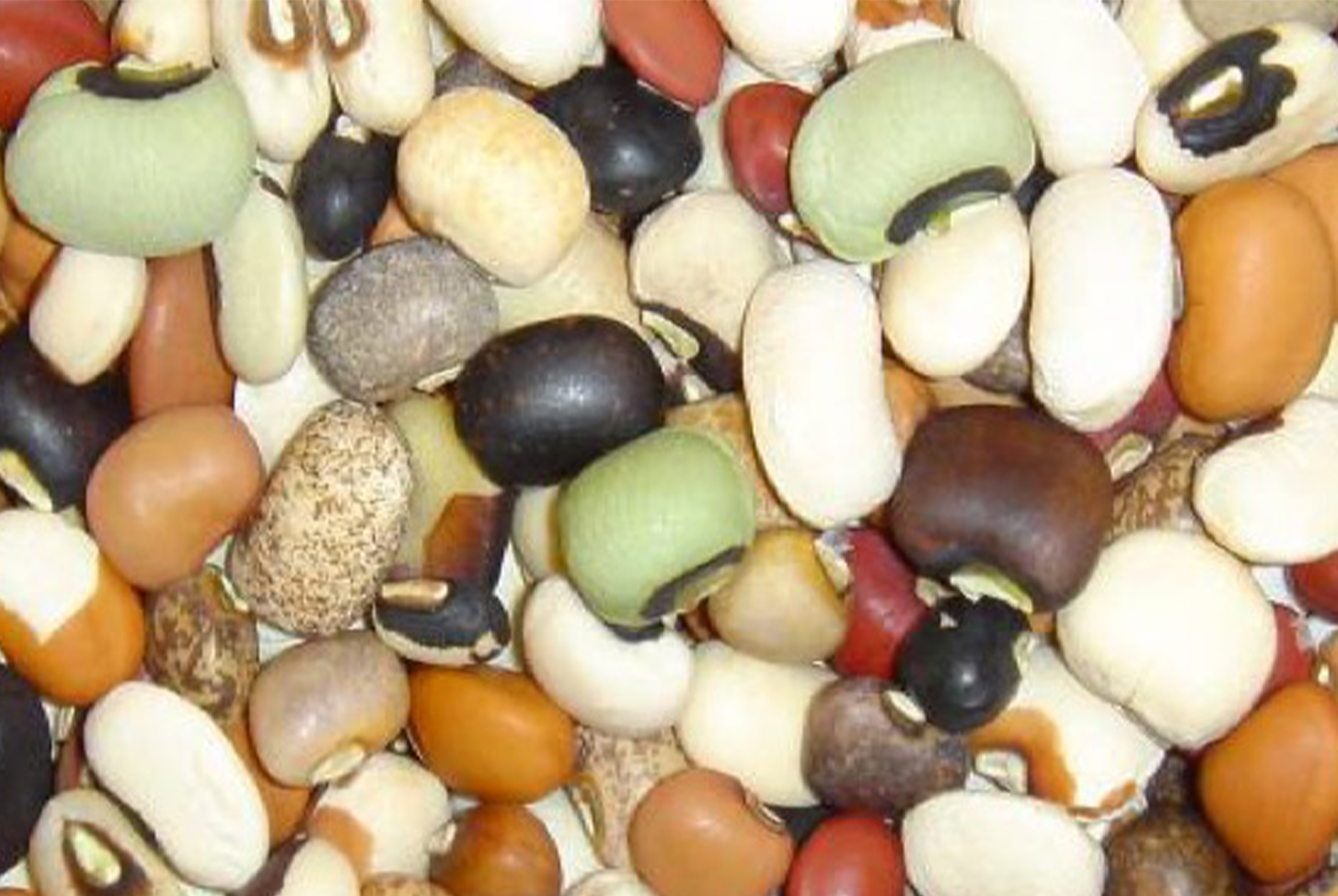 up close picture of beans