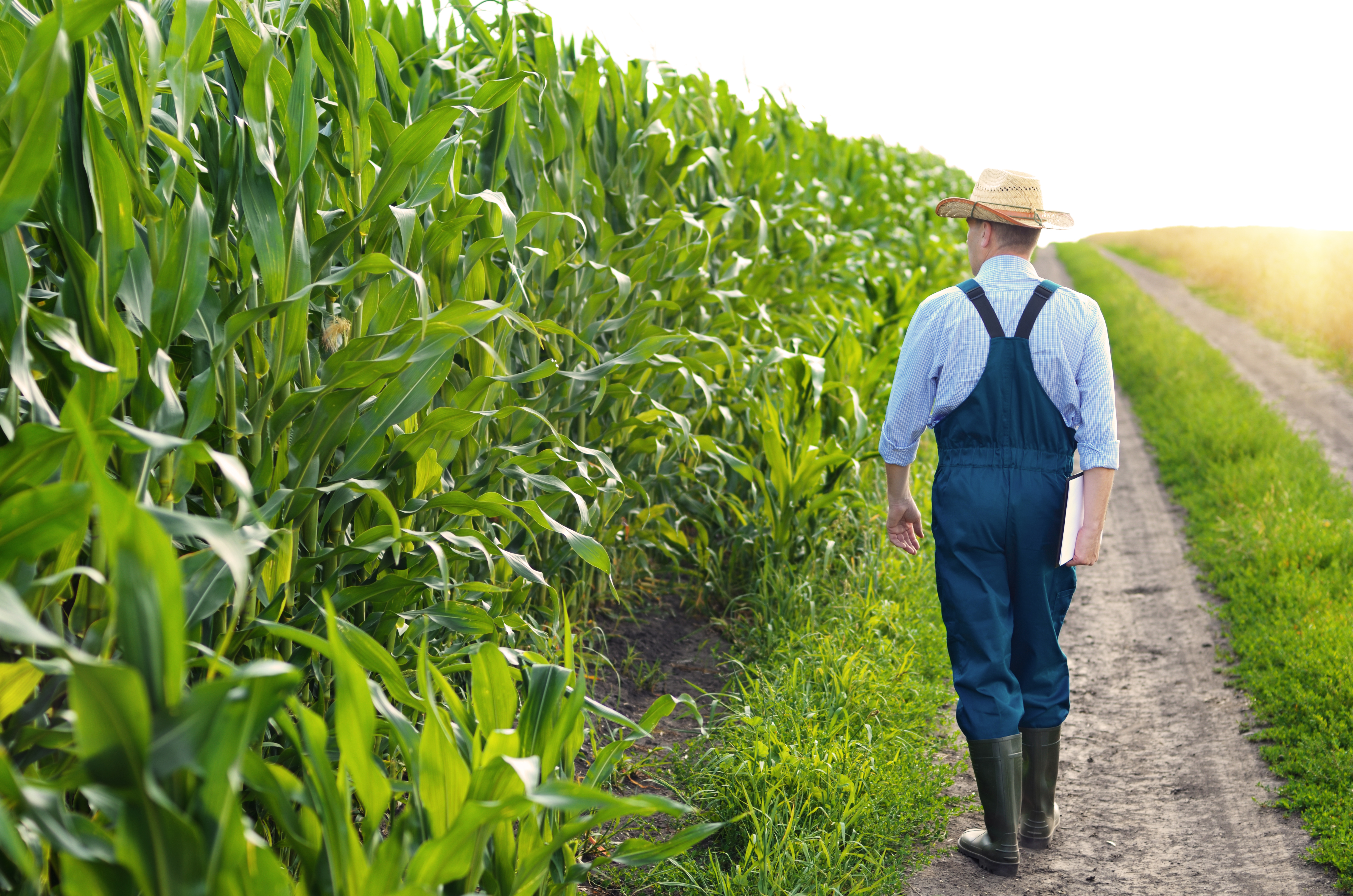 Farmer walking in a cornfield