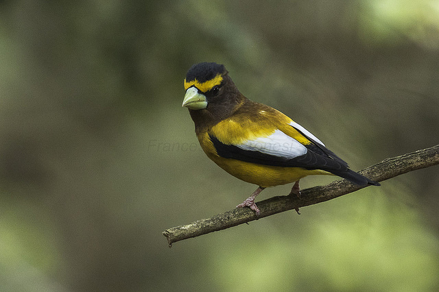 An evening grosbeak sitting in a tree at Hartwick Pines in Michigan.